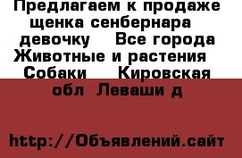 Предлагаем к продаже щенка сенбернара - девочку. - Все города Животные и растения » Собаки   . Кировская обл.,Леваши д.